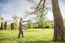 Reliable Churchill, PA Tree Care Solutions